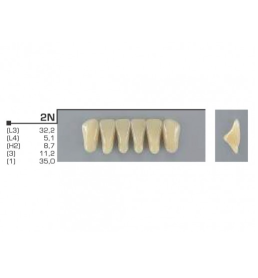 Dente VIPI 2N Anterior Superior Cor  60 - VIPI
