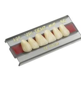 Dente VIPI 34L Posterior Inferior Cor 60 - VIPI