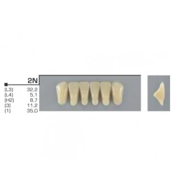 Dente VIPI 2N Anterior Superior Cor  60 - VIPI