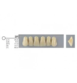 Dente VIPI 2P Anterior Superior Cor 60 - VIPI