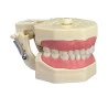 Manequim de Dentística Estético - Orais Manequins
