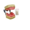 Manequim de Endodontia - MOM